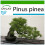 SAFLAX  - Mittelmeer-Pinie - Pinus - 6 Samen - Mit Substrat 1
