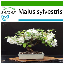 SAFLAX - Bonsai - Wild Crab - 30 seeds - With potting substrate for better cultivation - Malus sylvestris