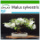 SAFLAX  - Wildapfel - Malus - 30 Samen - Mit Substrat 1
