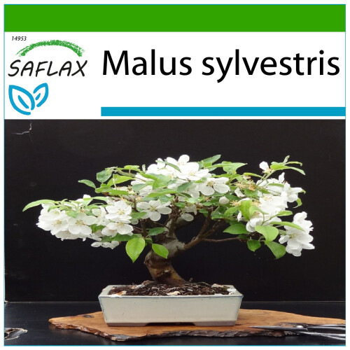 SAFLAX  - Wildapfel - Malus - 30 Samen - Mit Substrat
