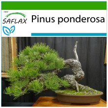 SAFLAX - Bonsai - Ponderosa Pine - 20 seeds - With potting substrate for better cultivation - Pinus ponderosa