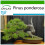 SAFLAX  - Goldkiefer - Pinus - 20 Samen - Mit Substrat 1