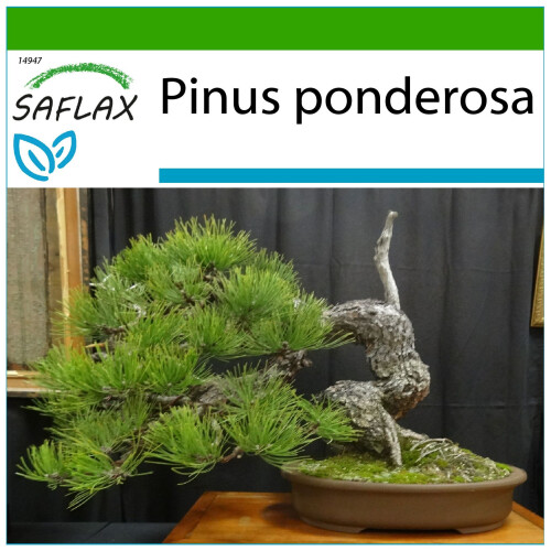 SAFLAX  - Goldkiefer - Pinus - 20 Samen - Mit Substrat