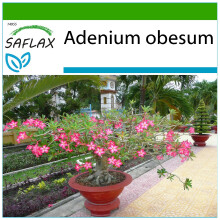 SAFLAX  - Rosa del desierto - 8 semillas - Con sustrato - Adenium