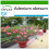 SAFLAX  - Wüstenrose - Adenium - 8 Samen - Mit Substrat 1