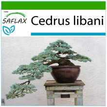 SAFLAX - Libanon Zeder - Cedrus - 20 Samen - Mit Substrat