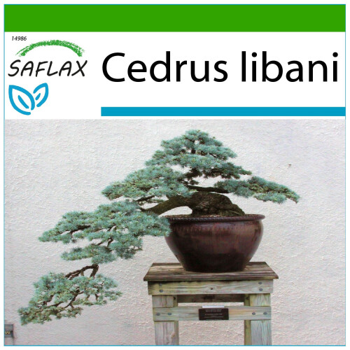 SAFLAX  - Libanon Zeder - Cedrus - 20 Samen - Mit Substrat