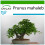 SAFLAX  - Felsenkirsche - Prunus - 30 Samen - Mit Substrat 1