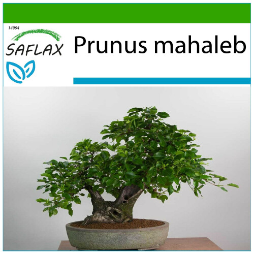 SAFLAX  - Felsenkirsche - Prunus - 30 Samen - Mit Substrat