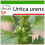 SAFLAX  - Brennnessel - Urtica - 150 Samen - Mit Substrat 1