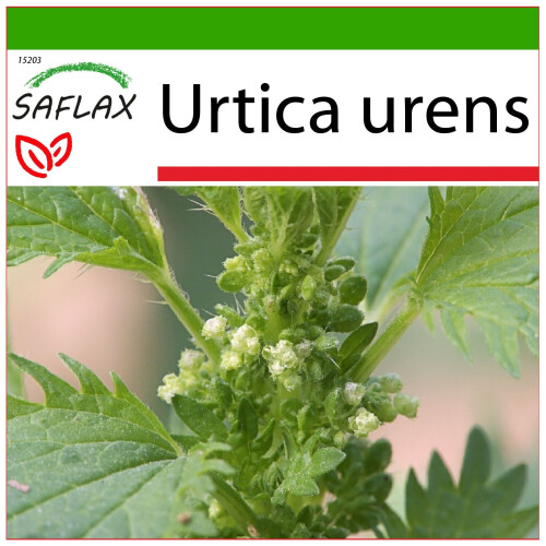 SAFLAX  - Brennnessel - Urtica - 150 Samen - Mit Substrat