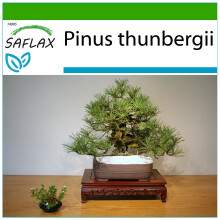 SAFLAX - Pin noir du Japon - 30 graines - Avec substrat de culture sans germes - Pinus thunbergii