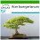 SAFLAX  - Dreispitzahorn - Acer - 30 Samen - Mit Substrat 1