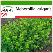 SAFLAX - Frauenmantel - Alchemilla - 100 Samen - Mit Substrat