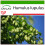 SAFLAX - Lúpulo - 50 semillas - Con sustrato - Humulus 1