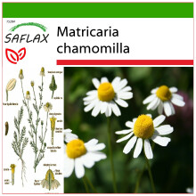 SAFLAX  - Kamille - Matricaria - 300 Samen - Mit Substrat