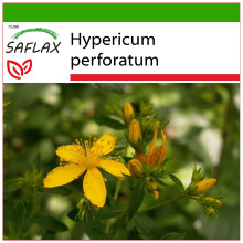 SAFLAX  - Johanniskraut - Hypericum - 300 Samen - Mit Substrat