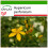 SAFLAX  - Johanniskraut - Hypericum - 300 Samen - Mit Substrat 1