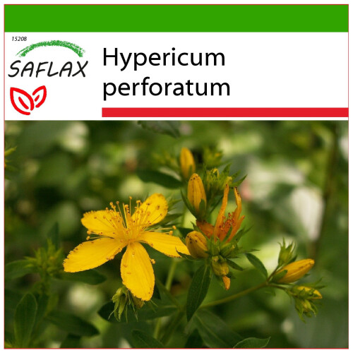 SAFLAX  - Johanniskraut - Hypericum - 300 Samen - Mit Substrat