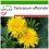 SAFLAX  - Löwenzahn - Taraxacum - 200 Samen - Mit Substrat 1