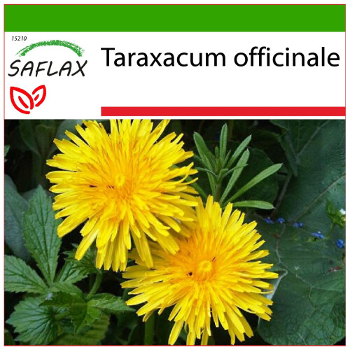SAFLAX  - Löwenzahn - Taraxacum - 200 Samen - Mit Substrat