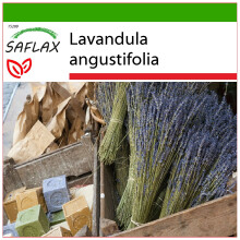 SAFLAX  - Lavendel - Lavandula - 150 Samen - Mit Substrat