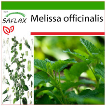 SAFLAX  - Zitronenmelisse - Melissa - 150 Samen - Mit Substrat