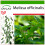 SAFLAX  - Zitronenmelisse - Melissa - 150 Samen - Mit Substrat 1