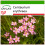 SAFLAX - Centáurea menor - 250 semillas - Con sustrato - Centaurium 1