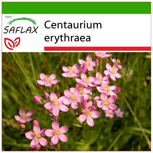 SAFLAX - Centáurea menor - 250 semillas - Con sustrato - Centaurium