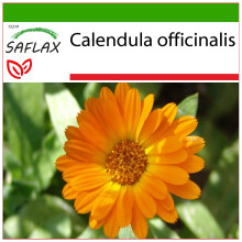 SAFLAX  - Ringelblume - Calendula - 50 Samen - Mit Substrat