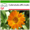 SAFLAX  - Ringelblume - Calendula - 50 Samen - Mit Substrat 1