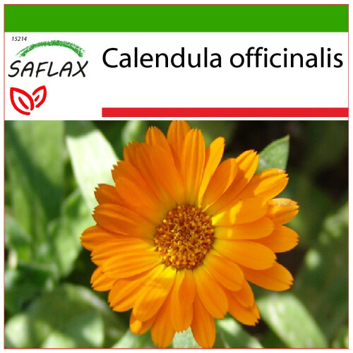 SAFLAX  - Ringelblume - Calendula - 50 Samen - Mit Substrat