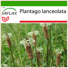 SAFLAX  - Spitzwegerich - Plantago - 100 Samen - Mit Substrat