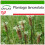 SAFLAX  - Spitzwegerich - Plantago - 100 Samen - Mit Substrat 1