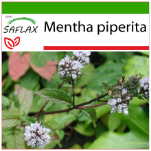 SAFLAX  - Pfefferminze - Mentha - 300 Samen - Mit Substrat