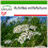 SAFLAX  - Schafgarbe - Achillea - 200 Samen - Mit Substrat 1