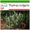 SAFLAX  - Thymian - Thymus - 200 Samen - Mit Substrat 1