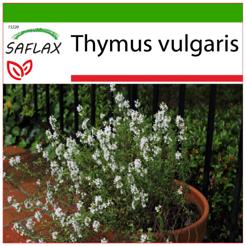 SAFLAX  - Thymian - Thymus - 200 Samen - Mit Substrat