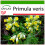 SAFLAX  - Schlüsselblume - Primula - 100 Samen - Mit Substrat 1