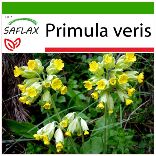 SAFLAX  - Schlüsselblume - Primula - 100 Samen - Mit Substrat