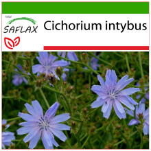 SAFLAX  - Wegwarte - Cichorium - 250 Samen - Mit Substrat