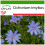 SAFLAX  - Wegwarte - Cichorium - 250 Samen - Mit Substrat 1