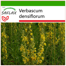 SAFLAX  - Königskerze - Verbascum - 500 Samen - Mit Substrat