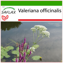 SAFLAX  - Baldrian - Valeriana - 200 Samen - Mit Substrat