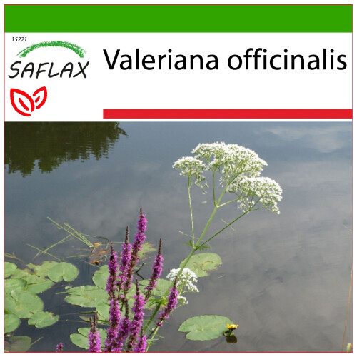 SAFLAX  - Baldrian - Valeriana - 200 Samen - Mit Substrat