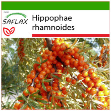 SAFLAX  - Sanddorn - Hippophae - 40 Samen - Mit Substrat