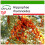 SAFLAX  - Sanddorn - Hippophae - 40 Samen - Mit Substrat 1
