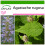 SAFLAX - Menta coreana - 1200 semi - Con substrato - Agastache 1