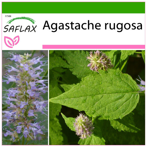 SAFLAX - Menta coreana - 1200 semi - Con substrato - Agastache
